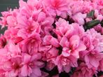 Diverse Kleuren Japanse Azalea's / Azalea Japonica, Vaste plant, Halfschaduw, Lente, Ophalen