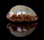 Schelpen: Cypraea robertsi 21mm (Gem) donkere rand!, Ophalen of Verzenden, Schelp(en)