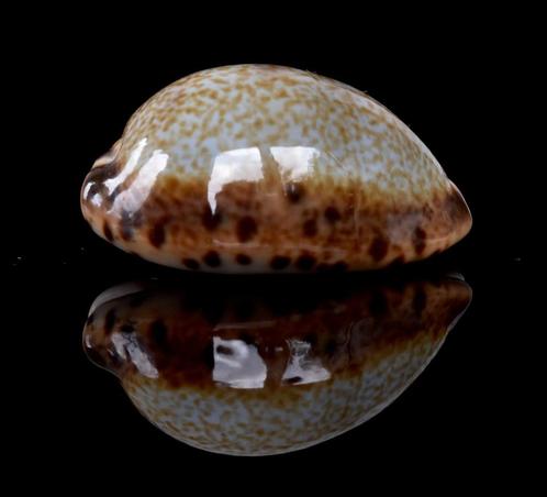 Schelpen: Cypraea robertsi 21mm (Gem) donkere rand!, Verzamelen, Mineralen en Fossielen, Schelp(en), Ophalen of Verzenden