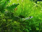 Endler mix, Dieren en Toebehoren, Vissen | Aquariumvissen, Vis, Zoetwatervis, Schoolvis