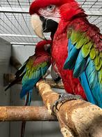 Koppel groenvleugel aras, Meerdere dieren, Papegaai, Geringd