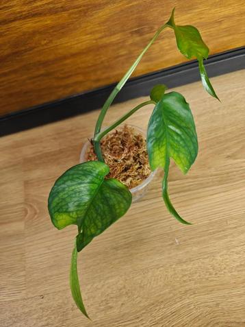 Epipremnum pinnatum "Skeleton key" plantje/stekje (mature) beschikbaar voor biedingen
