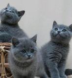 Britse korthaar kittens, Dieren en Toebehoren, Katten en Kittens | Raskatten | Korthaar, Meerdere dieren, Ontwormd, 0 tot 2 jaar