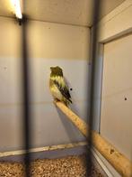 Crest kanarie man, Dieren en Toebehoren, Vogels | Kanaries, Mannelijk, Kleurkanarie