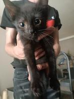 4 super schattige speelse kittens ter overname, Dieren en Toebehoren, Meerdere dieren