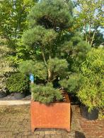 bonsai / tuinbonsai /winkel/kantoor pand, Ophalen, Bloeit niet, Vaste plant, Overige soorten