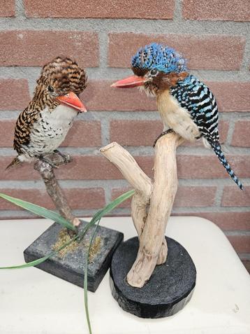 Koppel opgezette zebra ijsvogels  beschikbaar voor biedingen