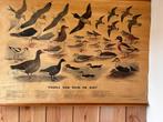 schoolplaat “ vogels van duin en kust”, Antiek en Kunst, Ophalen, Natuur en Biologie