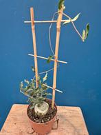 Caudex Fockea Edulis p10 (3), Ophalen of Verzenden, Halfschaduw, Minder dan 100 cm