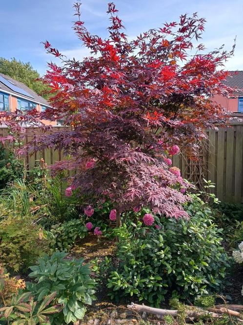 Rode Japanse Esdoorn, Tuin en Terras, Planten | Bomen, Overige soorten, 100 tot 250 cm, Halfschaduw, Bloeit niet, Ophalen