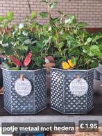 Hedera in metaal potje, Ophalen of Verzenden, Halfschaduw, Minder dan 100 cm