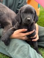 Labrador retriever, Nederland, 8 tot 15 weken, Labrador retriever, CDV (hondenziekte)