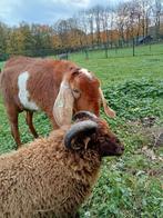 Nubische Bok 2 jaar oud, Dieren en Toebehoren, Schapen, Geiten en Varkens, Mannelijk, Geit