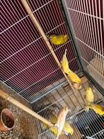 Kanaries, Dieren en Toebehoren, Vogels | Overige Vogels, Meerdere dieren