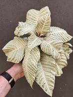 Aphelandra White Wash p15, Huis en Inrichting, Ophalen of Verzenden, Halfschaduw