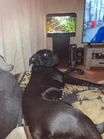 Cane corso  het is een teef, Dieren en Toebehoren, 1 tot 2 jaar, Teef, Bulldog, Eén hond