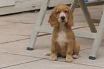 Raszuivere Cocker Spaniel pup teefje, Nederland, CDV (hondenziekte), 8 tot 15 weken, Teef