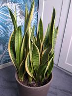 Kamerplant, Ophalen, Overige soorten, Halfschaduw, In pot