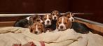 Beaglepup beagle puppie reu, Beagle, Reu, 8 tot 15 weken, Eén hond