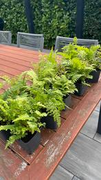 10 naaldvarens 9x9, Tuin en Terras, Planten | Tuinplanten, Ophalen, Vaste plant, Overige soorten
