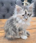 MAINCOON KITTENS, Dieren en Toebehoren, Poes, Gechipt, 0 tot 2 jaar