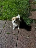 Vrouwelijke Jack Russell Terrier, Rabiës (hondsdolheid), Jack Russell Terriër, 1 tot 2 jaar, Teef