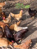 Bonte kippen, Meerdere dieren, Kip