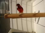 TOP ZANGER BASTAARD F1 KAPOETSENSIJS X TIMBRADO 2025, Dieren en Toebehoren, Mannelijk, Wildzangvogel, Geringd