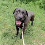 FANTASTISCH MENSGERICHT TEEFJE BELLE, Particulier, Rabiës (hondsdolheid), Buitenland, Teef