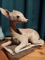 Opgezet jong damhertje, Verzamelen, Dierenverzamelingen, Ophalen of Verzenden, Zo goed als nieuw, Wild dier, Opgezet dier