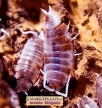 Porcellionides pruinosus Red Koi  isopods / pissebedden, Overige soorten