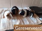 Cavia's, Dieren en Toebehoren, Augustus, Meerdere dieren, Cavia