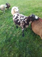 Ram te koop, Dieren en Toebehoren, Schapen, Geiten en Varkens, Mannelijk, Schaap, 0 tot 2 jaar