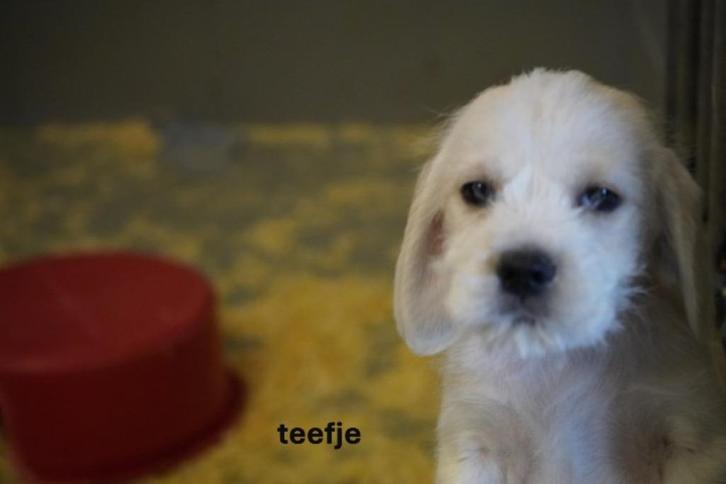 Stoere kruising beagle pup., Dieren en Toebehoren, Honden | Chihuahua's en Gezelschapshonden, Teef, Overige rassen, Fokker | Professioneel