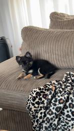 Black and tan reutje, Dieren en Toebehoren, Reu, 8 tot 15 weken, Eén hond, Chihuahua