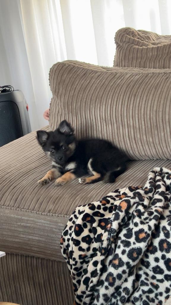 Black and tan reutje, Dieren en Toebehoren, Honden | Chihuahua's en Gezelschapshonden, Reu, Chihuahua, Particulier, Eén hond, Nederland