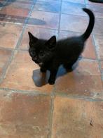 Kittens, Dieren en Toebehoren, Katten en Kittens | Overige Katten, Poes
