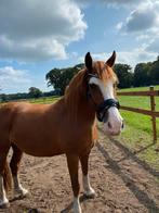 Stalling of paddock paradise gezocht!, Dieren en Toebehoren, Stalling en Weidegang, Stalling