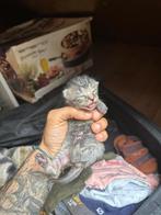 Kittens, Dieren en Toebehoren, Katten en Kittens | Overige Katten, Meerdere dieren, Langharig, 0 tot 2 jaar