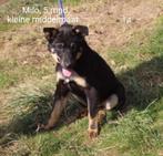 Pup ter adoptie, Dieren en Toebehoren, Particulier, Rabiës (hondsdolheid), Middel, Buitenland