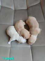 Chihuahua pups, Dieren en Toebehoren, 8 tot 15 weken, Meerdere, Meerdere dieren, Chihuahua