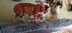 Bengaal poes, Poes, Ontwormd, 3 tot 5 jaar