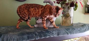 Bengaal poes beschikbaar voor biedingen