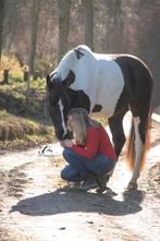 Weide en stal plek gezocht, Dieren en Toebehoren, Weidegang