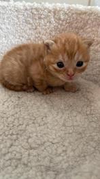 Kittens te koop