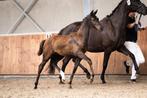 Mooi hengstveulen v. Sarai L x Dreamboy, Dieren en Toebehoren, Paarden, Hengst, Minder dan 160 cm, Dressuurpaard, 0 tot 2 jaar