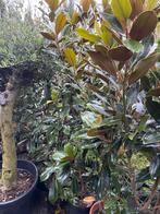 Magnolia grandiflora  little jen 3x en nantes 3 x hoog 150cm, Tuin en Terras, Planten | Tuinplanten, Vaste plant, Halfschaduw