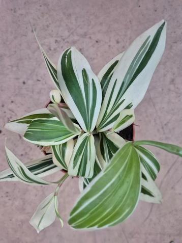 Costus Arabicus Variegatus p10 (6) beschikbaar voor biedingen