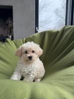 Maltipoo (Maltezer x Toy Poedel) pup reutje, Poedel, Parvo, Nederland, Reu