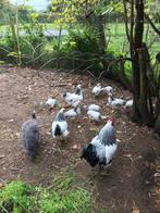 koppel jonge columbia wyandotte krielkippen te koop, Dieren en Toebehoren, Meerdere dieren, Kip